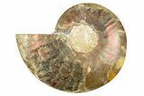 Cut & Polished Ammonite Fossil (Half) - Crystal Pockets #308108-1